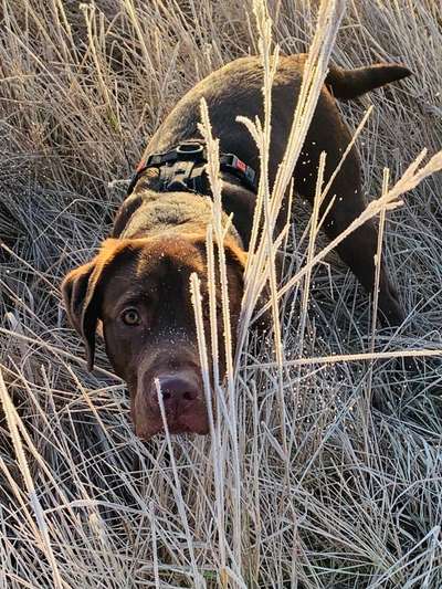 Labradorfans-Beitrag-Bild