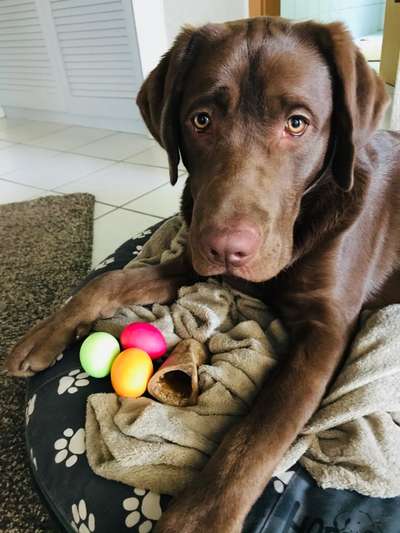 Die Dogorama Kalender Challenge Titelbild-Beitrag-Bild