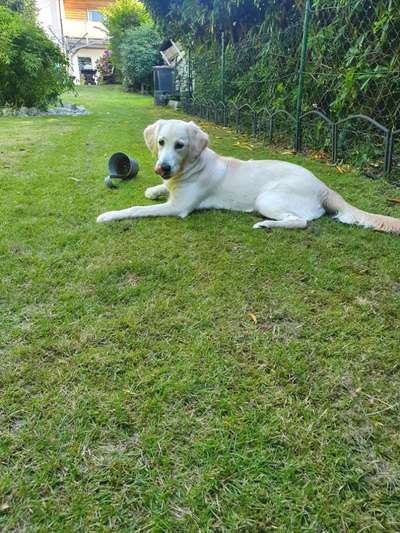 39. Collagen Challenge - Dein Hund auf einer Wiese-Beitrag-Bild