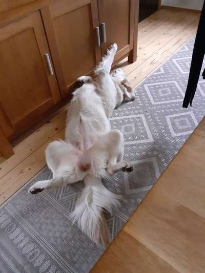 Dogorama Photo Challenge - Zeigt her eure Bäuche-Beitrag-Bild