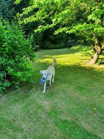 39. Collagen Challenge - Dein Hund auf einer Wiese-Beitrag-Bild