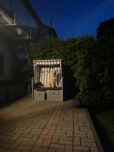 Vom Welpen zum Hund-Beitrag-Bild