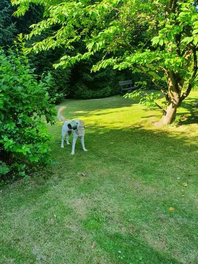 39. Collagen Challenge - Dein Hund auf einer Wiese-Beitrag-Bild