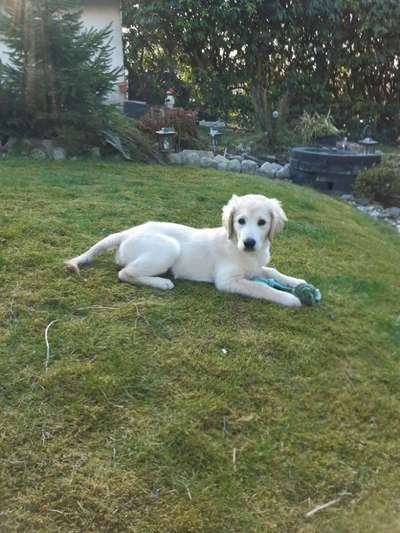 39. Collagen Challenge - Dein Hund auf einer Wiese-Beitrag-Bild