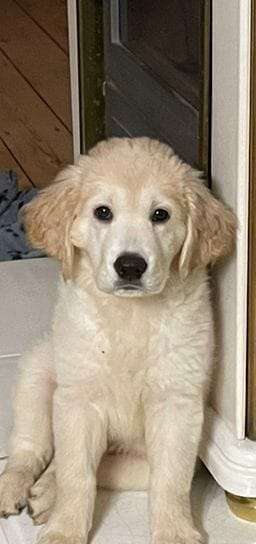 Vom Welpen zum Hund-Beitrag-Bild