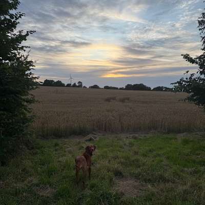 Hundetreffen-Suche Hundebetreuung für meine Hündin-Bild
