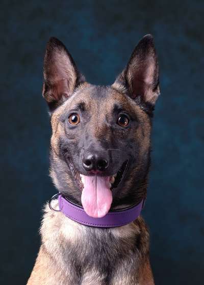 Schäferhund-Beitrag-Bild