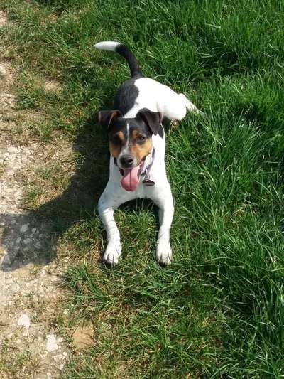 Wo sind die Jack und Parson Russell Terrier?-Beitrag-Bild