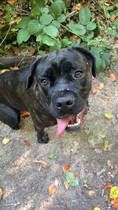 Rassensuche Cane Corso Italiano-Beitrag-Bild