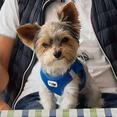 Hundetreffen-Gassi und Spieltreff-Bild