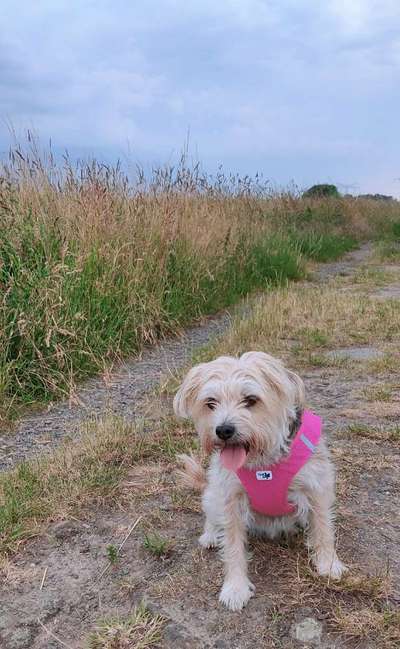 Auslandstierschutz-Beitrag-Bild