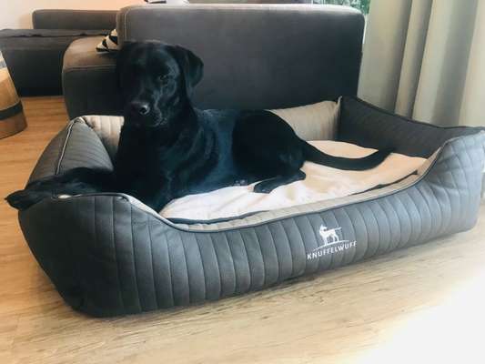 Labradorfans-Beitrag-Bild