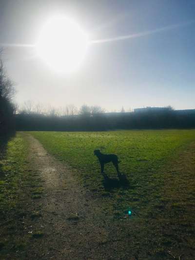 Hundeauslaufgebiet-Olfetal Süd-Bild