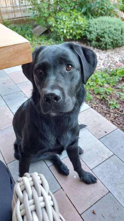 Hundetreffen-Lotta sucht regelmäßigen Spiel-und Spaziergang Partner.-Bild