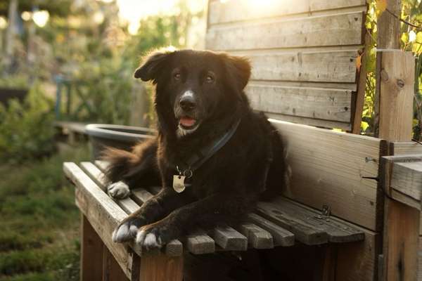 Dogorama Photo Challenge - Bänke-Beitrag-Bild