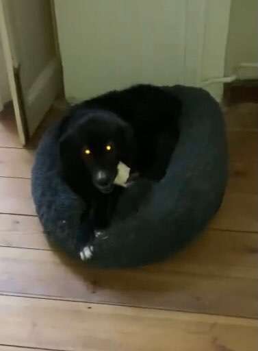 Fotowettbewerb ,,mein gruseliger Hund"-Beitrag-Bild