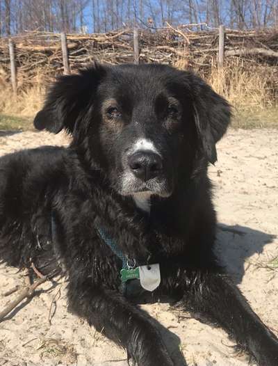 Auslandstierschutz-Beitrag-Bild