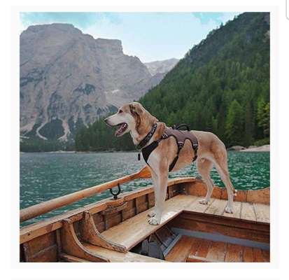 Wandergeschirr in Größe M zu verkaufen-Beitrag-Bild