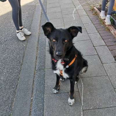 Zeigt mir eure Schäferhund Mischlinge :-)-Beitrag-Bild