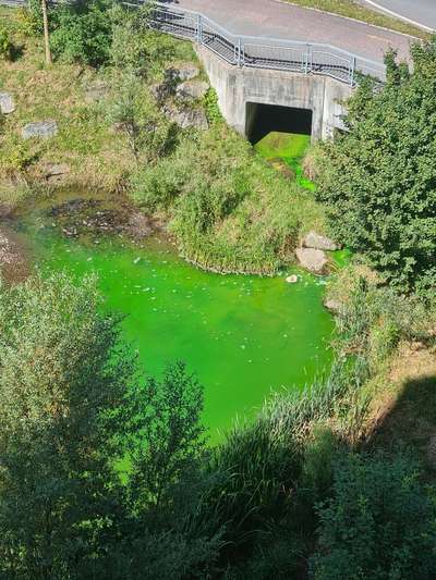 Giftköder-Steinibach möglicherweise giftig-Bild