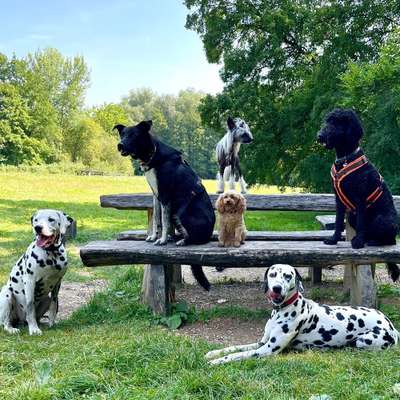 Hundetreffen-Regelmäßige Gruppentreffen-Bild