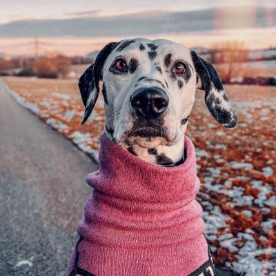 Hundetreffen-Gemeinsames spazieren ☺️-Bild