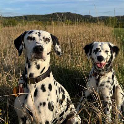 Hundetreffen-Gemeinsames spazieren ☺️-Bild