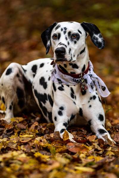 26. Farben Fotochallenge "Herbstfarben"-Beitrag-Bild