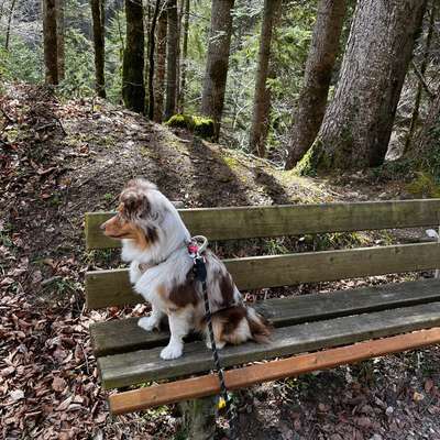 Hundetreffen-Spielen od gassi Freundschaft-Bild