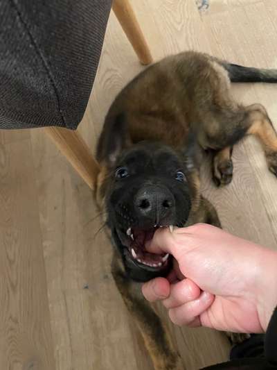 Alles rund um den Schäferhund, diskutieren erwünscht.-Beitrag-Bild