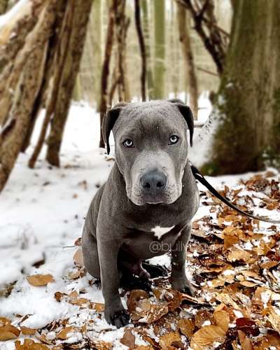 Wo sind meine AMERICAN BULLDOGS?-Beitrag-Bild