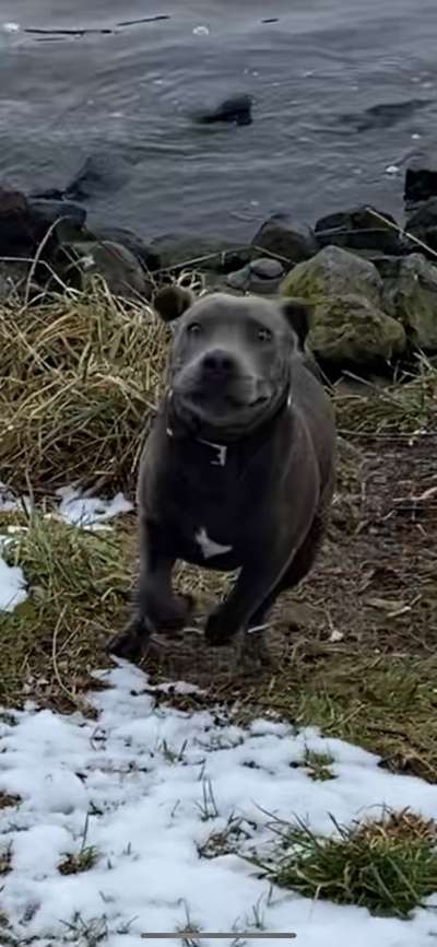 Challenge Nr. 16         Dynamik - Dein Hund in Bewegung-Beitrag-Bild