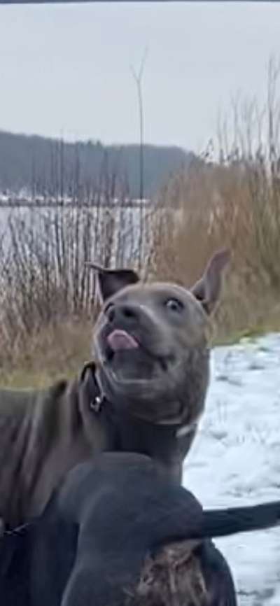 Lustigsten Grimassen von euren Hunden-Beitrag-Bild