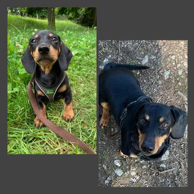 Vom Welpen zum Hund-Beitrag-Bild