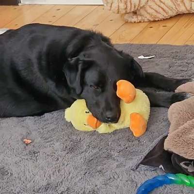 TierschutzhundeStammtisch🐕-Beitrag-Bild