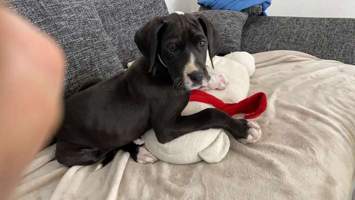 Welpen Bilder !-Beitrag-Bild