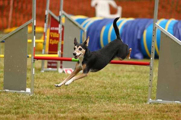 Ratonero Bodeguero Andaluz (plus Mischlinge)-Beitrag-Bild