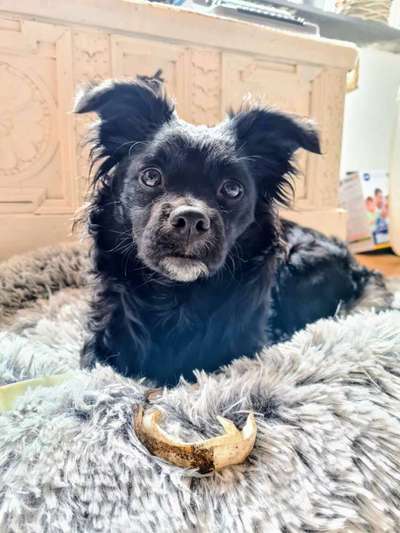 Mudi - Gibt es hier noch weitere ungarische Paprikas?-Beitrag-Bild