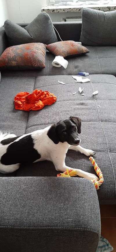 Challenge Nr. 20 - Mein Hund, der Dieb-Beitrag-Bild