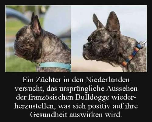 Französische Bulldoggen-Beitrag-Bild