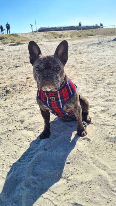 Französische Bulldoggen-Beitrag-Bild