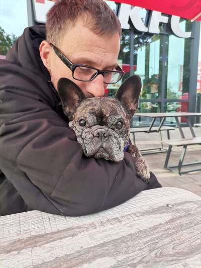 Französische Bulldoggen-Beitrag-Bild