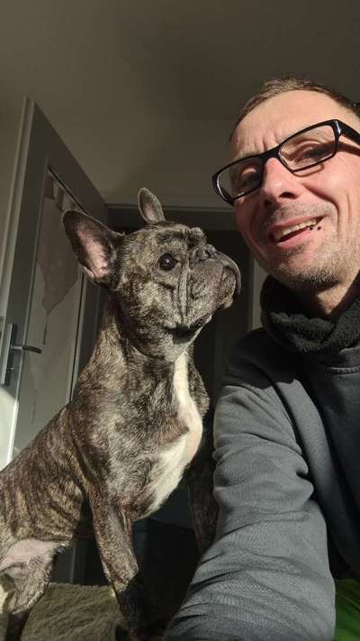 Französische Bulldoggen-Beitrag-Bild