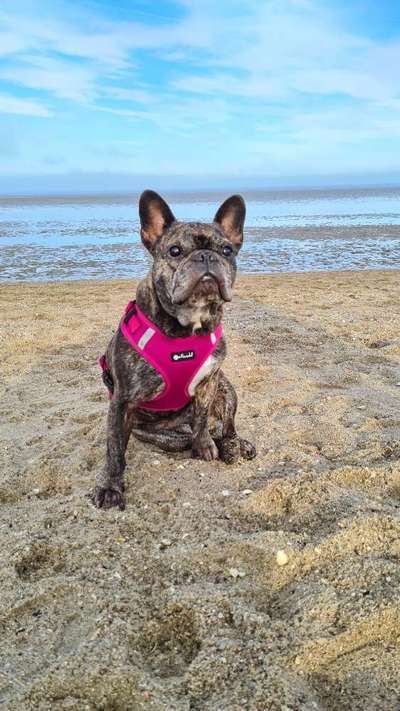 Französische Bulldoggen-Beitrag-Bild