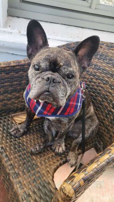 Französische Bulldoggen-Beitrag-Bild