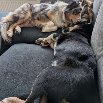 Darf der Hund bei Euch im Bett schlafen?-Beitrag-Bild