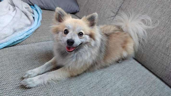 Hundetreffen-Hundetreff Siegmar / Rabenstein-Bild