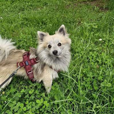 Hundetreffen-Hundetreff Siegmar / Rabenstein-Bild
