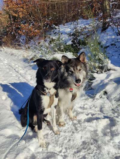 Hundetreffen-GassiFreunde-Bild