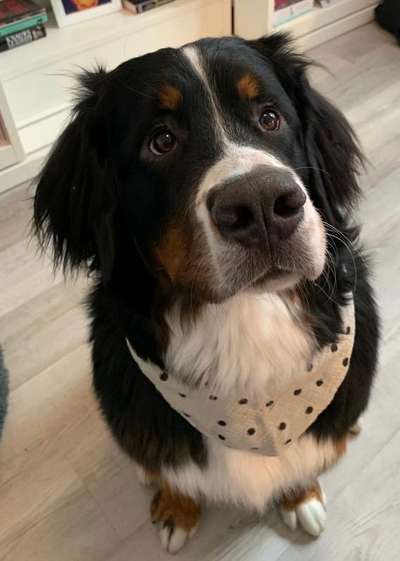 Berner Sennen-Beitrag-Bild